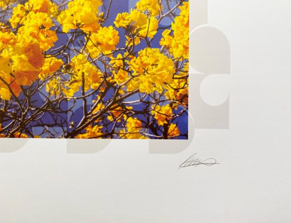 Clausem Bonifácio gravura Ipê - Imagem 3